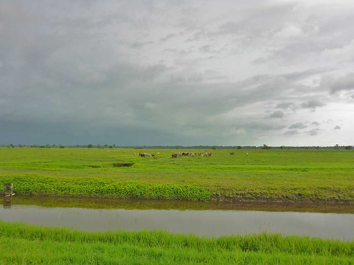 14 Reis und Wasser wo das Auge hinschaut an der Kueste von Guiana