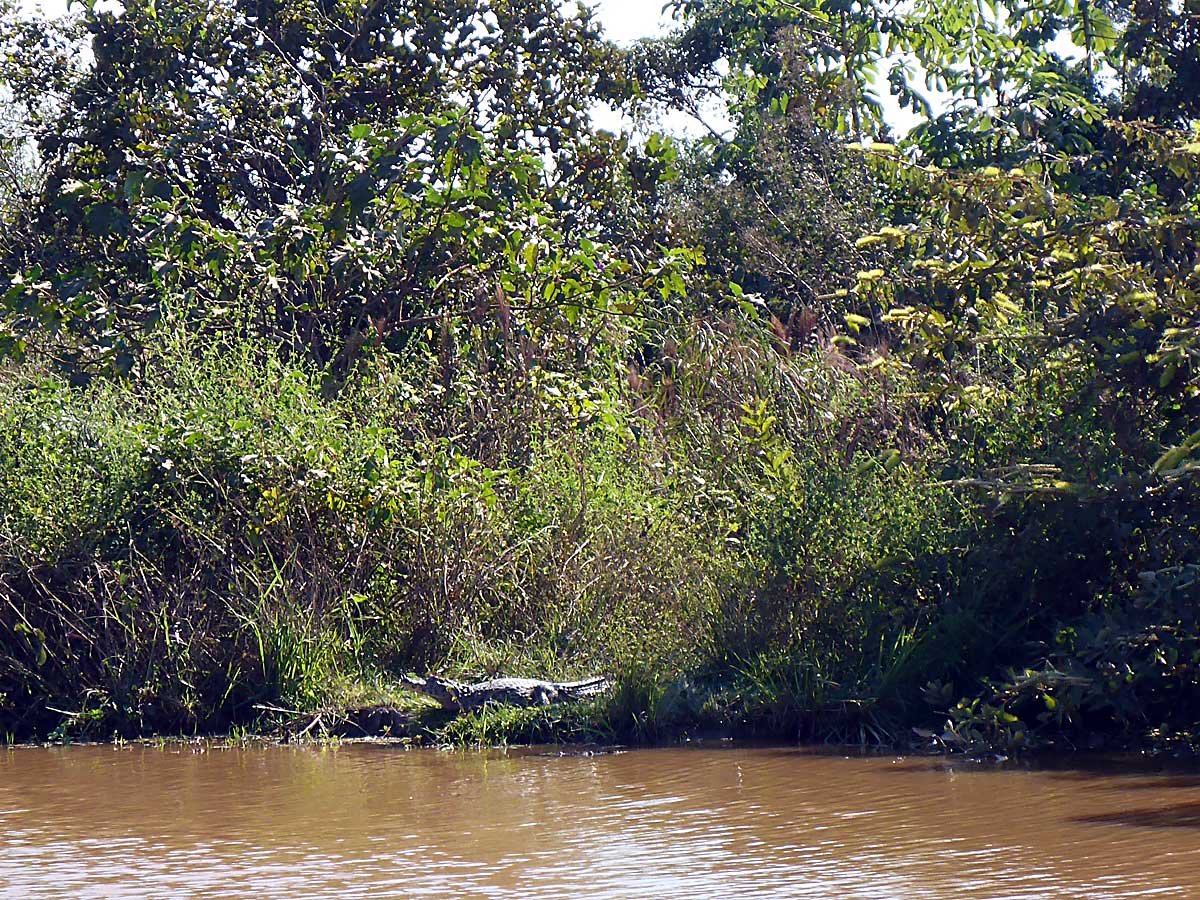 023 Krokodile im Amazonas Boliviens
