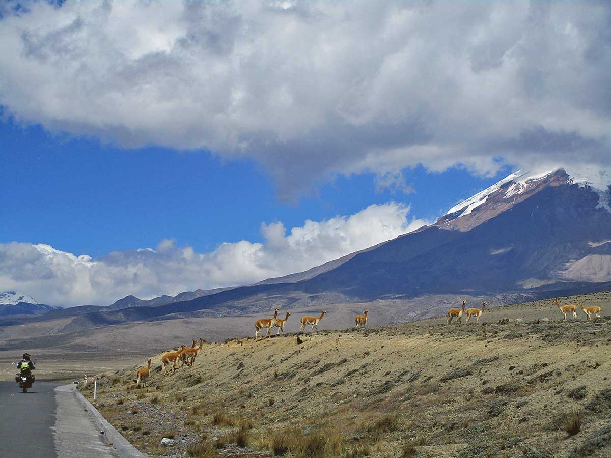 016 Alpakas saumen das Bild ueberall in den Anden